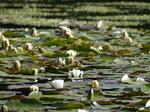 FZ029338 White water-lilies (Nymphaea alba) at Bosherston lily ponds.jpg
